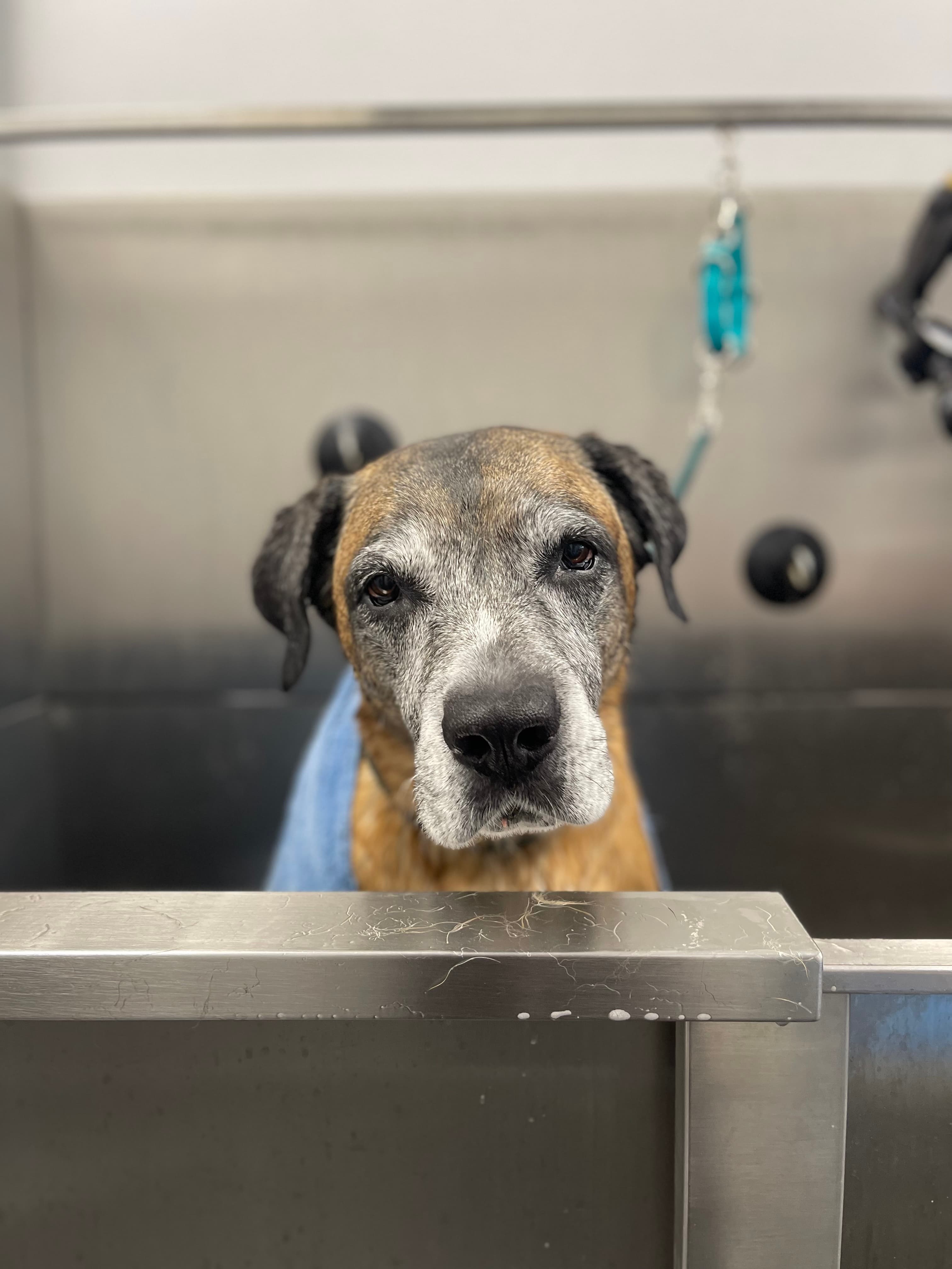 Photo of a freshly groomed dog