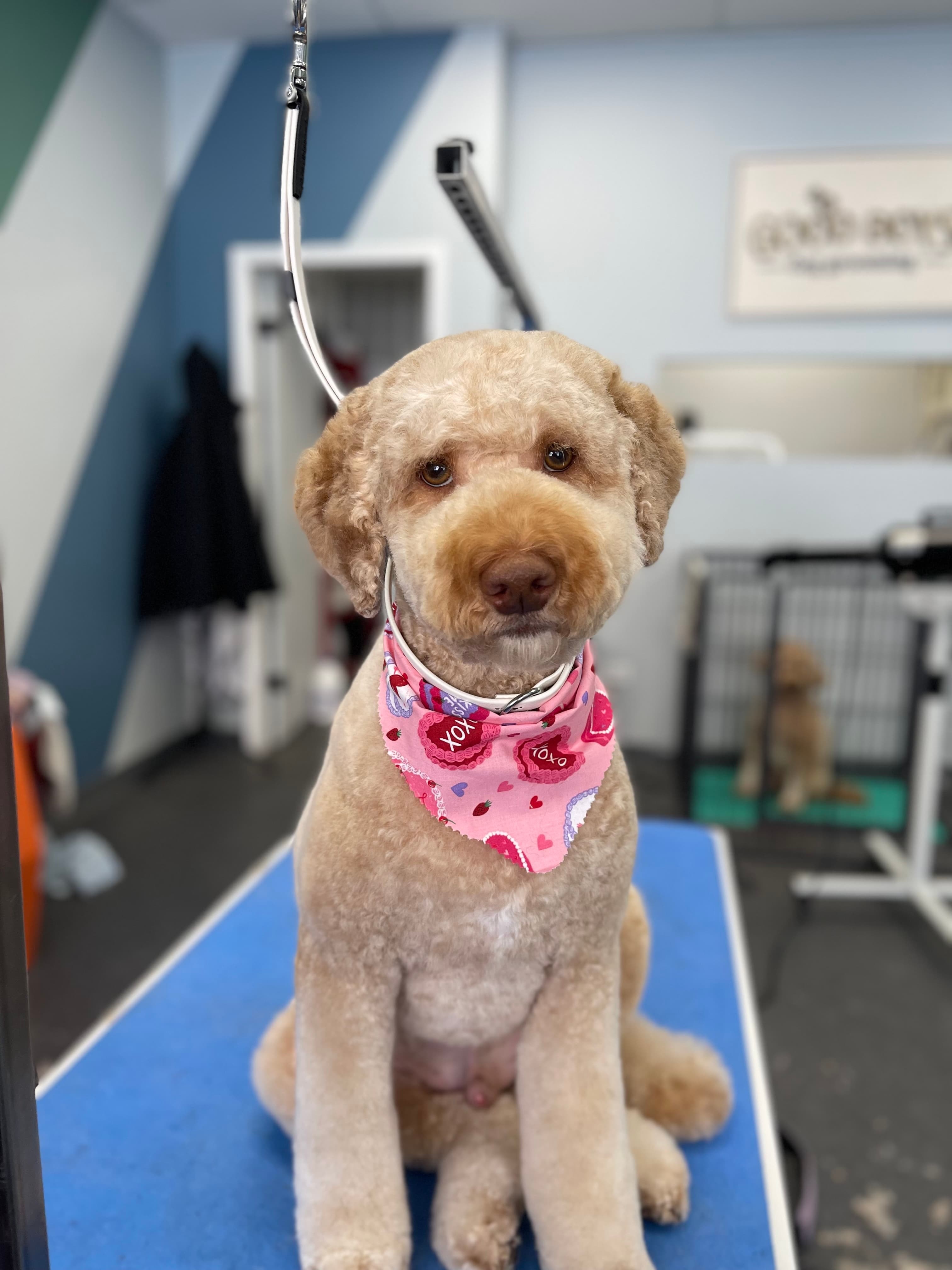 Photo of a freshly groomed dog