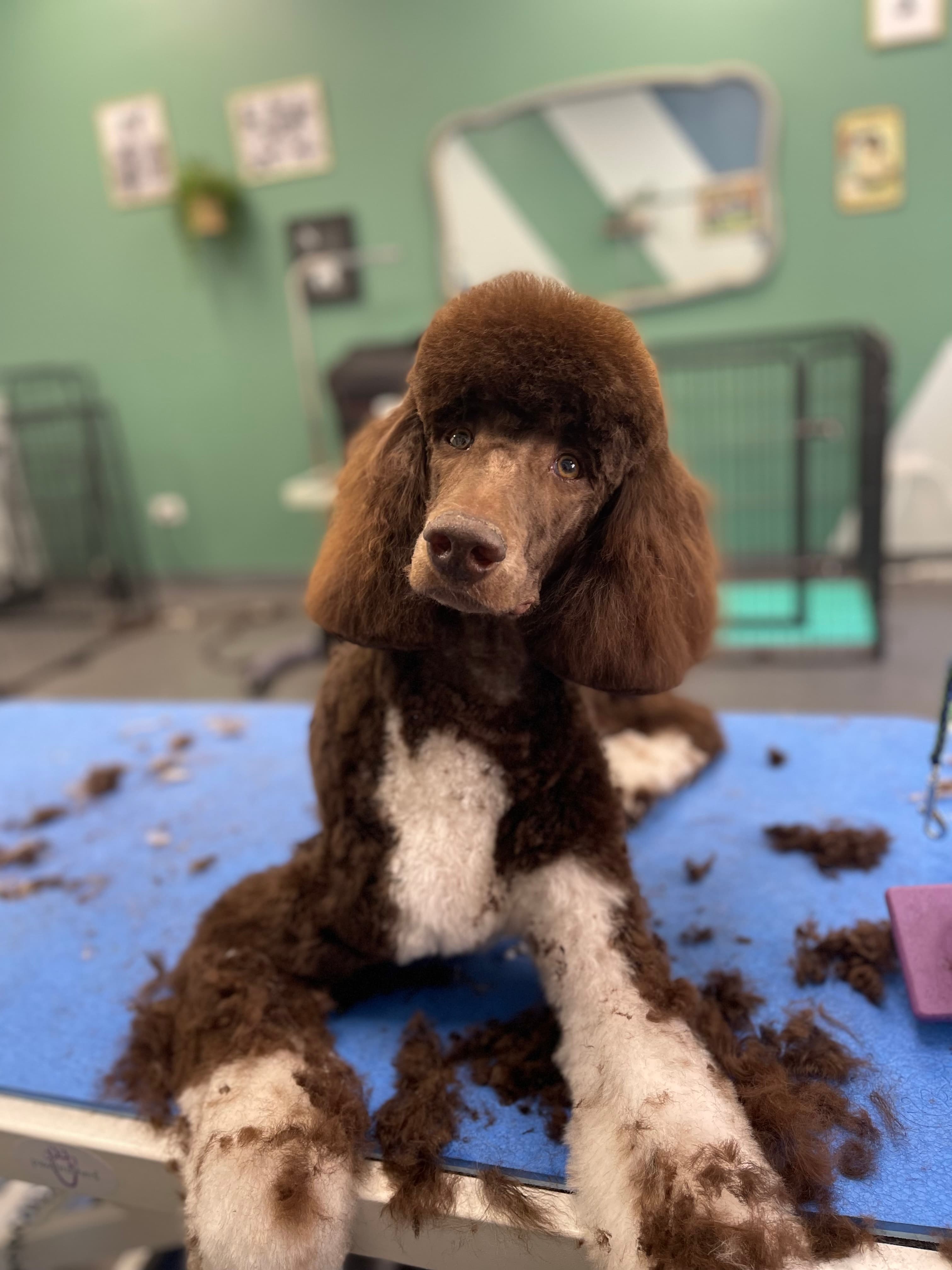 Photo of a freshly groomed dog