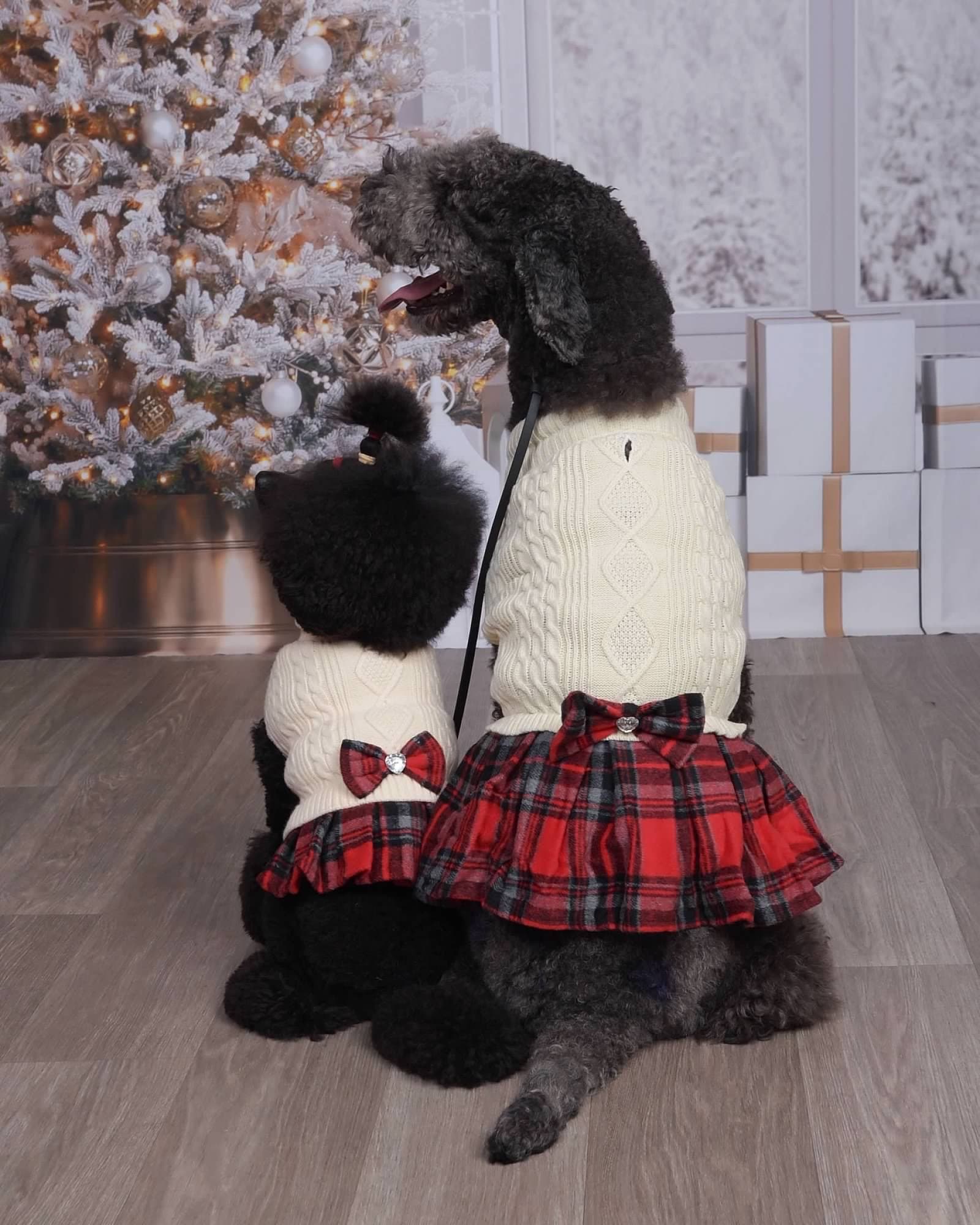 photo of two dogs