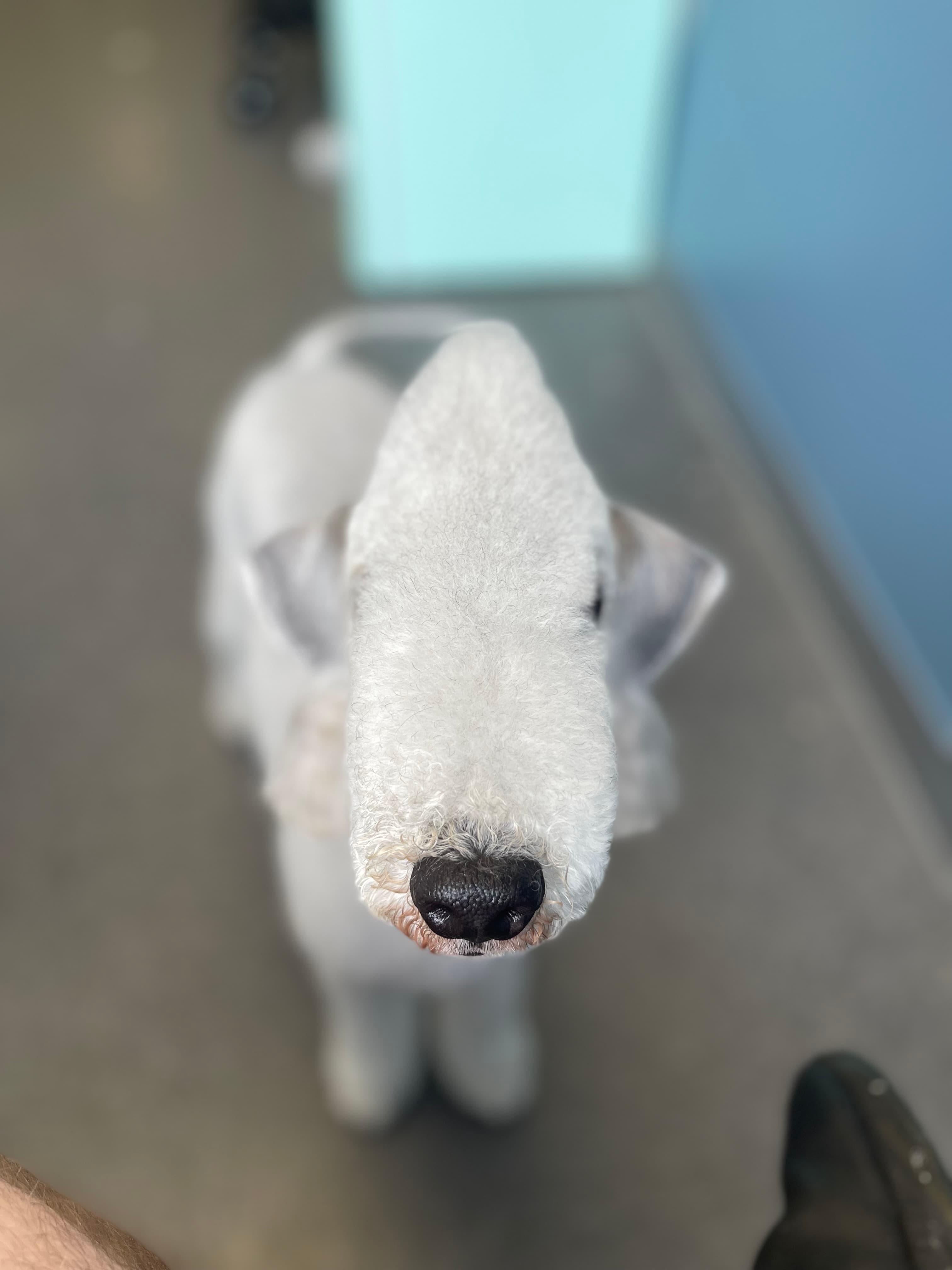 Picture of a freshly groomed dog