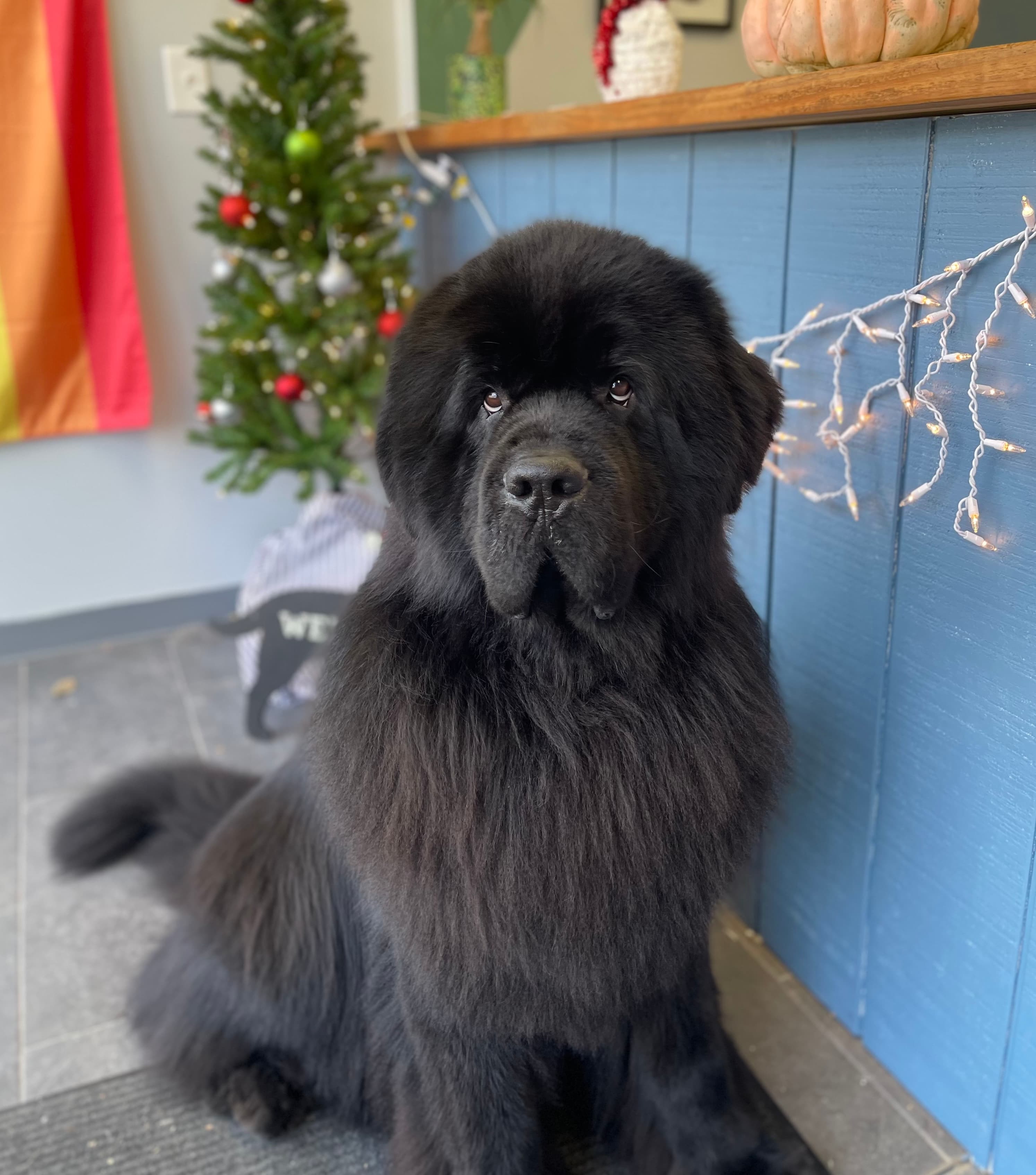 Photo of a freshly groomed dog