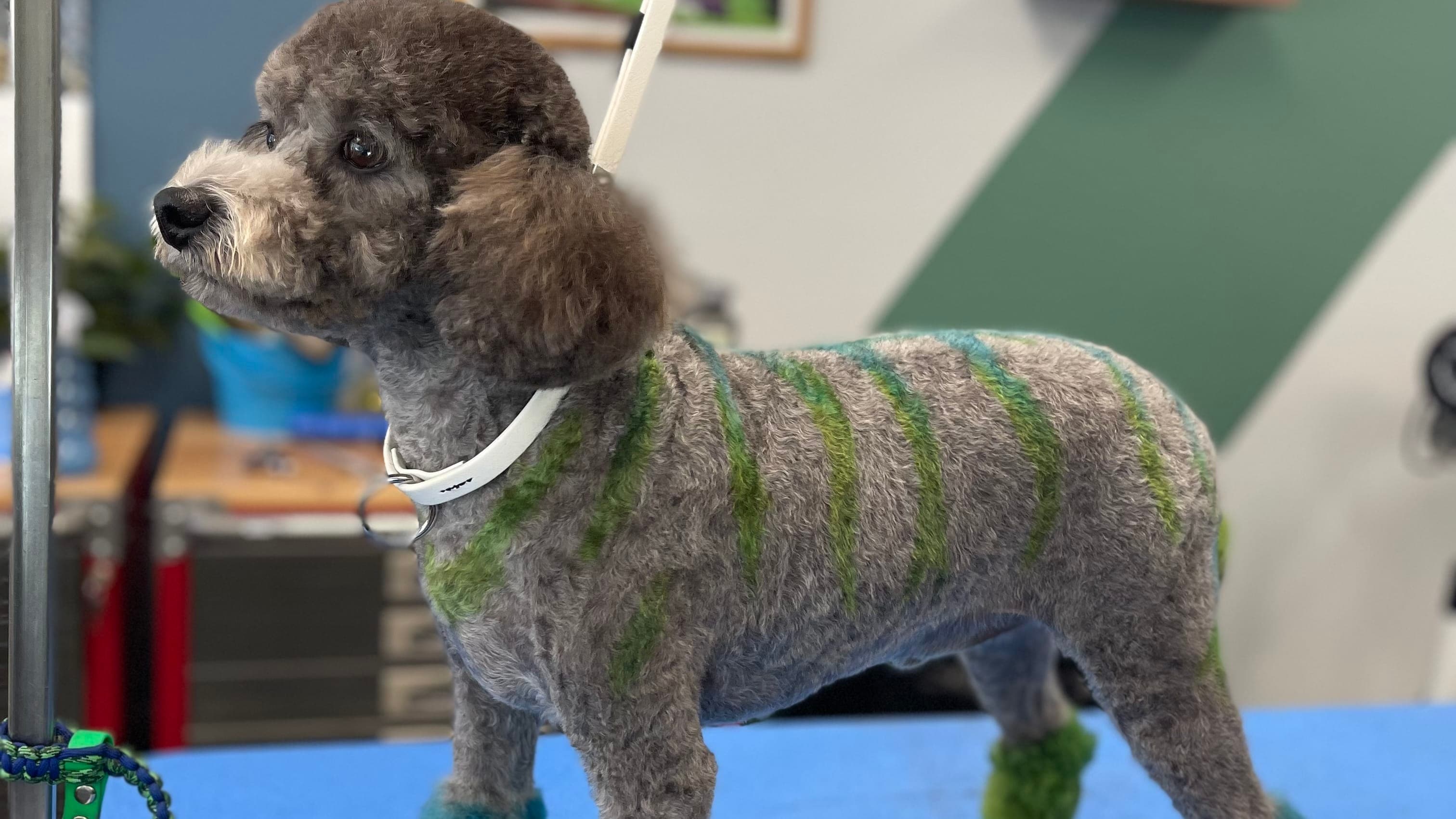 Photo of a freshly groomed dog