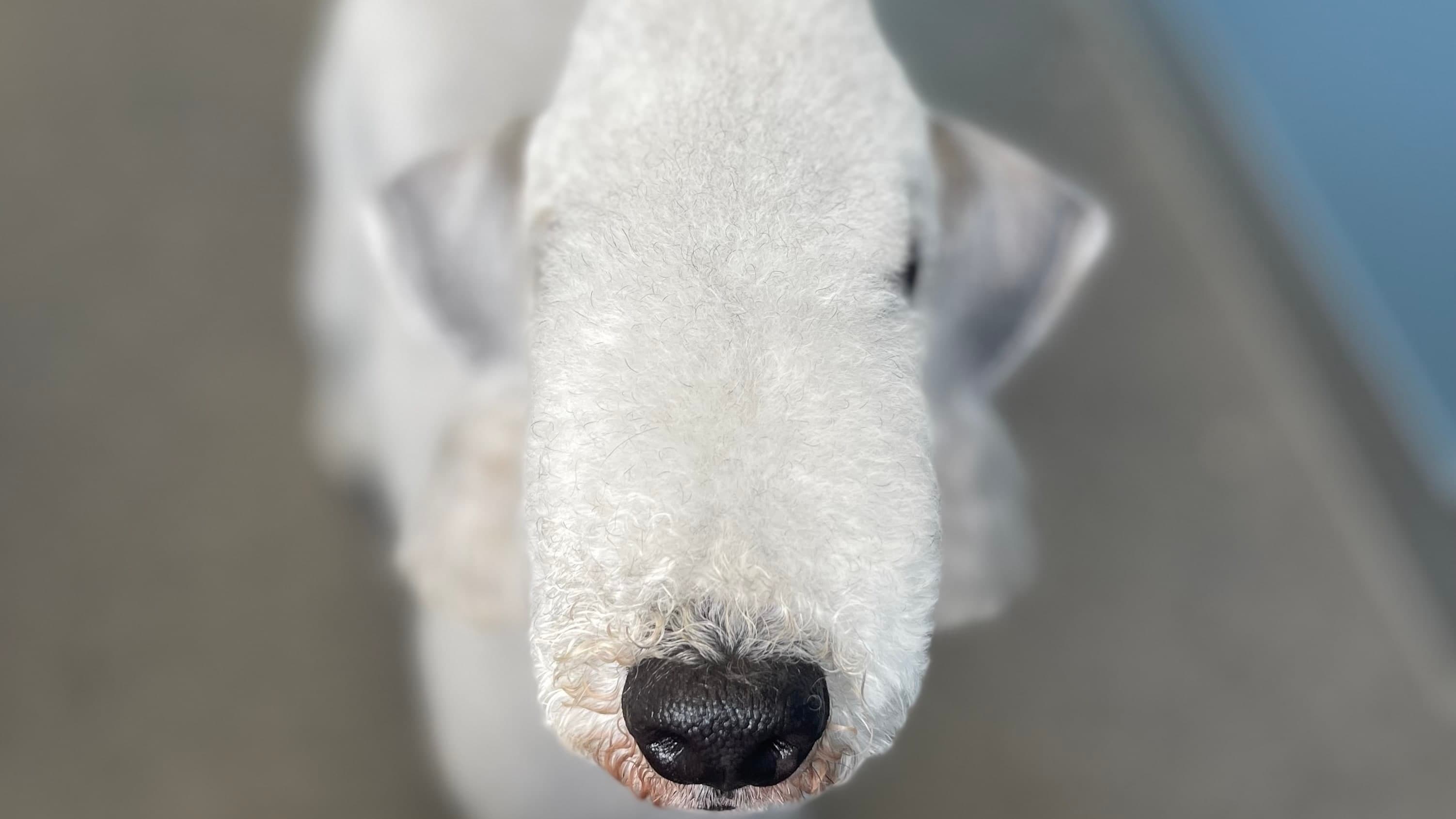 Picture of a freshly groomed dog