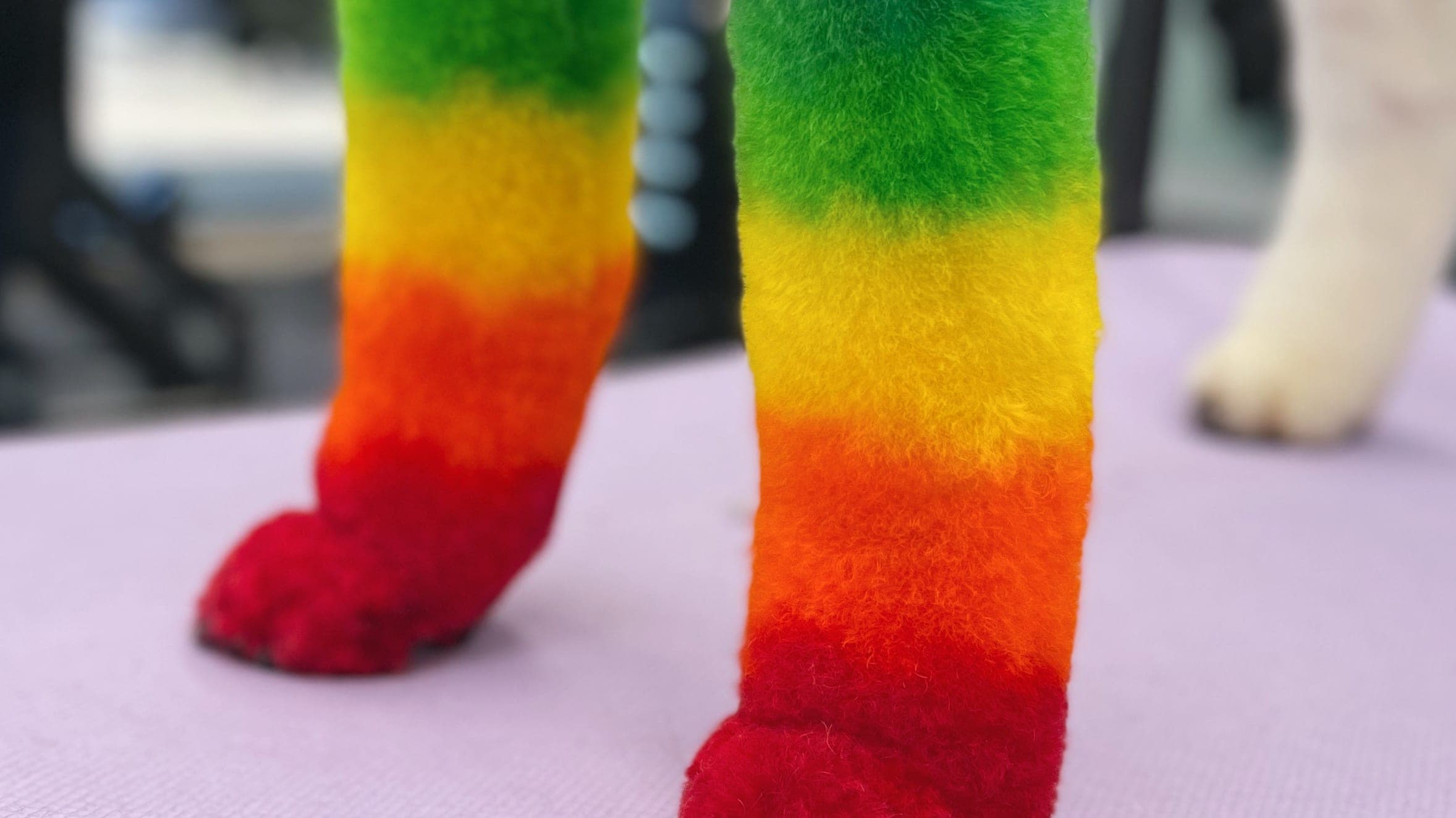 Photo of a freshly groomed dog